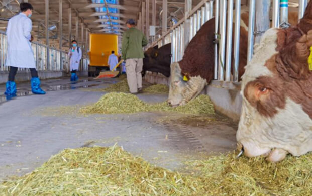 冻精改良技术驱动种业革新 海原县打造畜牧业「芯片」新高地