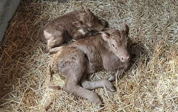 国内首例体细胞克隆延边牛诞生！低温技术助力濒危种质资源保护