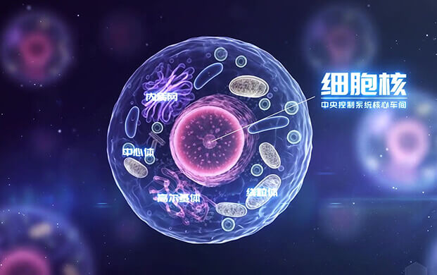 中国科学家揭示细胞核”应急工作站”机制 细胞罐助力炎症疾病研究新突破