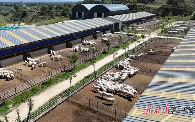 临夏县牛羊产业全链条升级：精种液氮罐子助力传统养殖焕新