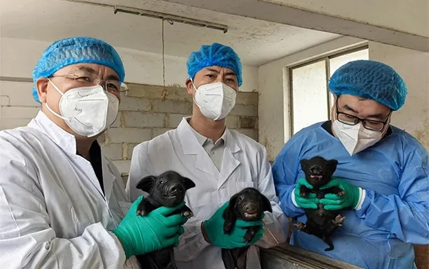 小瓶液氮罐助力濒危猪种“复活”，贵州大学成功克隆白洗猪
